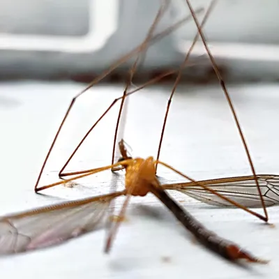 Россиян предупредили о риске заразиться экзотической инфекцией через укус  комара: Общество: Россия: Lenta.ru