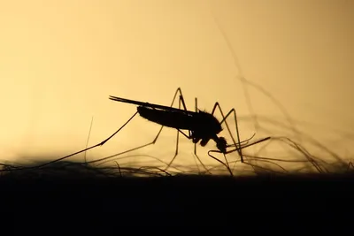 Укус комара: способы защиты от комаров и лечение | Ямал-Медиа