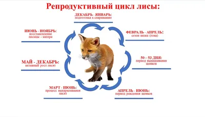 Гуляющие по Гродно лисы претендуют на звание новой достопримечательности  города. Насколько они опасны?