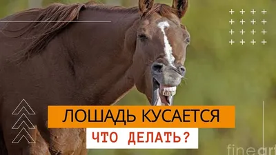 Дети и лошади: что важно знать? | AnnaMama