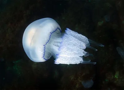 Медузы в Шри Ланке 🐙: виды, сезоны, первая помощь