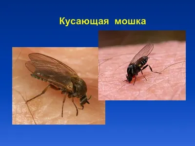 Укусила мошка: симптомы, последствия, лечение, фото укусов