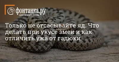 Укус змеи: как выглядят, первая помощь | РБК Life