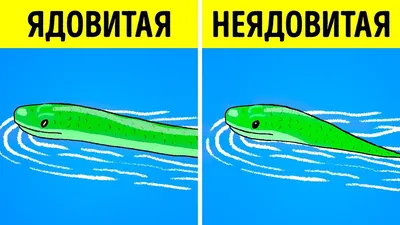 Что делать при укусе змеи и как отличить ужа от гадюки - 19 мая 2023 -  Фонтанка.Ру