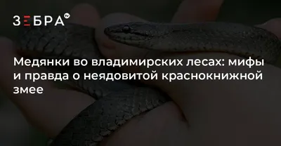 Учёные рассказали, как отличить укус ядовитой змеи и что делать дальше  Новости Нижнего Новгорода