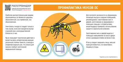 Опасно для жизни: почему нельзя игнорировать укус осы или пчелы |  DOCTORPITER