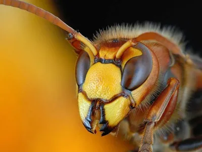 Кто больнее кусается: оса, пчела или шершень - Рамблер/новости