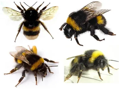 Если укусила пчела, оса, шершень, шмель как снять опухоль, оказать первую  помощь - Европейские рекомендации - Университет здорового ребёнка  Няньковских