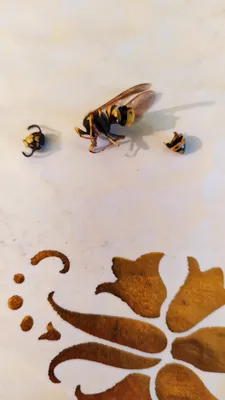 Укус пчелы | Пикабу