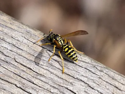 Иммунолог: укусы пчелы, осы, шмеля могут быть смертельно опасны