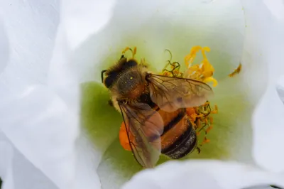 Кто кусает больнее: пчела, оса, шершень или шмель, что делать при укусе