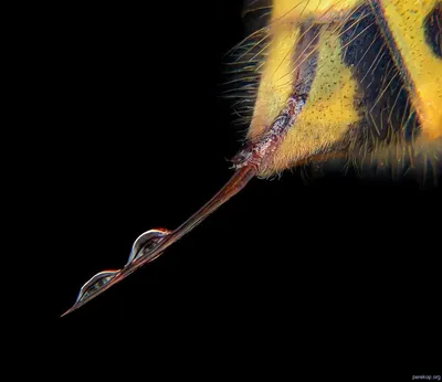 Жало осы под микроскопом