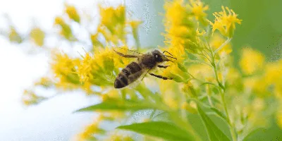 Как вести себя при укусе пчелы, осы или шершня? - NORTHWAY Клайпеда