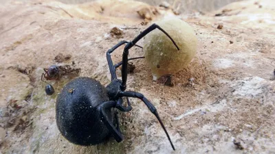 Паук каракурт: фото, где обитает, чем опасен укус