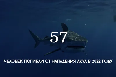 Что известно об атаке акулы на украинку в Нью-Йорке: появились новые  подробности