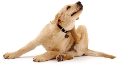 Блохи у собаки – как вывести и чем лечить? - статьи о ветеринарии «Свой  Доктор»