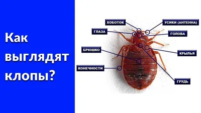 Как выглядят постельные клопы их личинки и яйца (ФОТО)