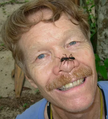 Энтомолог испытал на себе самые болезненные укусы насекомых и составил  шкалу боли » BigPicture.ru
