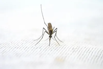 Терапевт Слободина заявила, что укусы насекомых могут вызвать  анафилактический шок