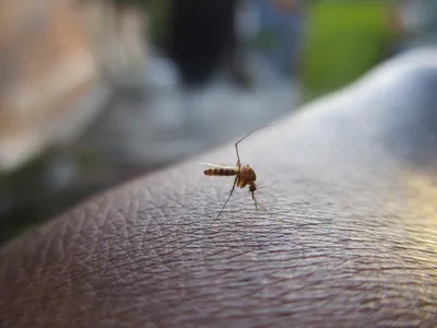 Яанов день на природе: аптекарь дает советы о том, как отпугивать насекомых  и залечивать укусы