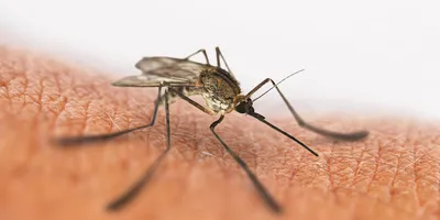 Как лечить укусы насекомых подручными средствами - Лайфхакер
