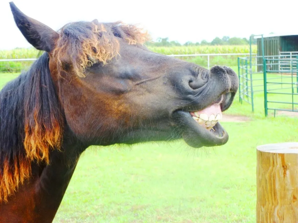 Лошадиные зубы. Губы лошади. Смешные лошадки. Улыбка лошади.