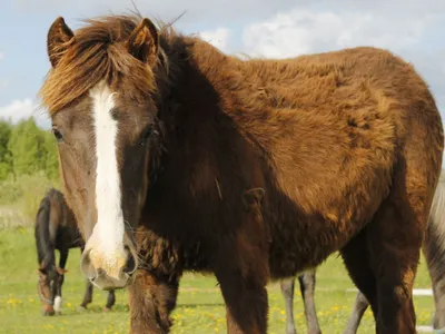 Зачем лошадь поднимает верхнюю губу?🐴 Нам кажется, что лошадь улыбается. А  с ней улыбаемся.. | ВКонтакте