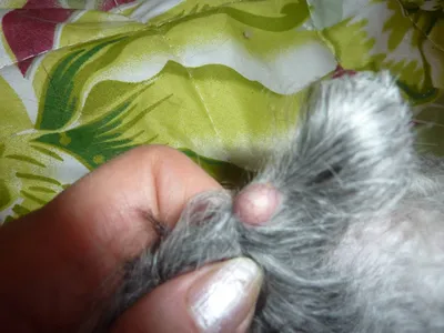 У кота на животе шишка под кожей - картинки и фото koshka.top