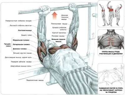 Упражнения для мышц груди - блог магазина спортивного питания 5LB.UA