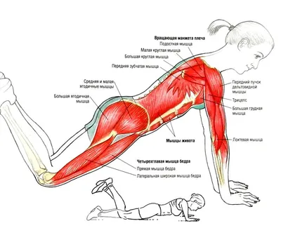 Упражнения для грудных мышц для женщин | Exercice, Le corps, Bien-être