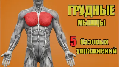 ГРУДНЫЕ МЫШЦЫ. 5 БАЗОВЫХ УПРАЖНЕНИЙ. + ОШИБКИ УБИВАЮЩИЕ ПРОГРЕСС! - YouTube