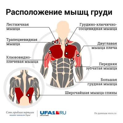 Пять простых упражнений для красивой женской груди: советы фитнес-тренера  из Уфы - 31 мая 2019 - ufa1.ru