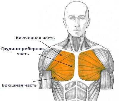 Упражнения для груди - smartelastic.ru