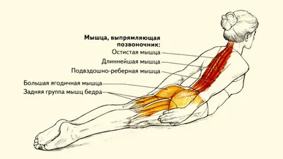 7 видов подтягиваний для широкой и мощной спины - Лайфхакер