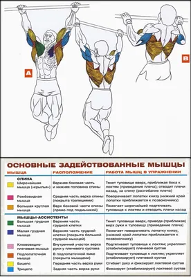 КОМПЛЕКС УПРАЖНЕНИЙ ДЛЯ УКРЕПЛЕНИЯ МЫШЦ СПИНЫ ДОМА | Тренировка спины без  оборудования - YouTube