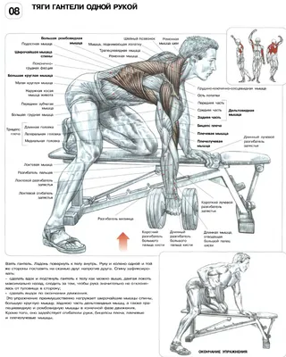 Тренировка спины — SportWiki энциклопедия