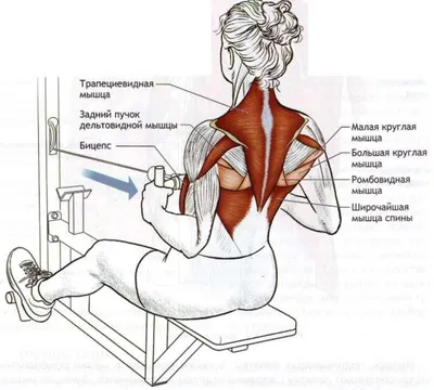 Гимнастика (ЛФК) — Аспект Здоровья