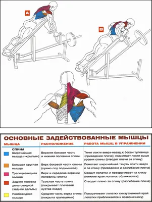 УПРАЖНЕНИЯ ДЛЯ УКРЕПЛЕНИЯ МЫШЦ СПИНЫ - Тренажерный круглосуточный зал в  Минске GYM24, фитнес клуб