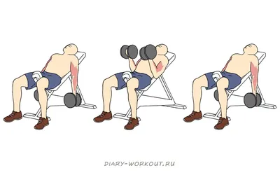 Упражнения для накачки бицепса с помощью сборных гантелей. Интернет-магазин  FitnessLook.ru