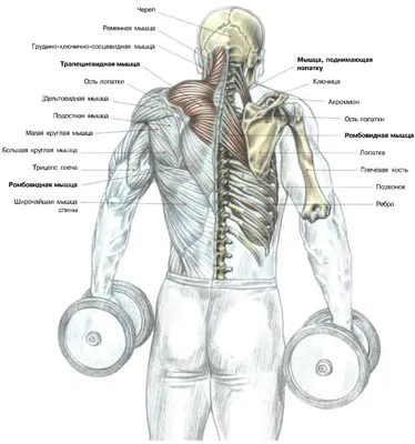 Упражнения на спину с гантелями — описания техники в картинках