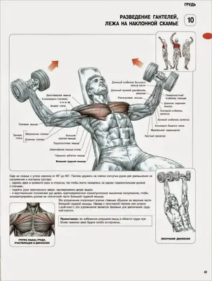 Тренировка грудных мышц в тренажёрном зале, упражнения на грудные мышцы в  зале — как качать, ошибки, нюансы, секреты | Baltija.eu