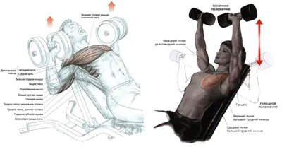 Тренировка мышц груди с помощью гантелей