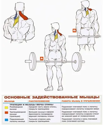 Шраги со штангой за спиной - техника выполнения упражнения, как правильно  выполнять упражнение