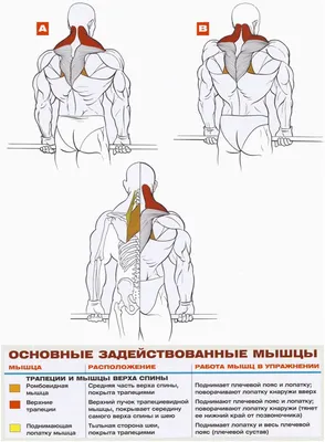 Шраги со штангой - техника выполнения упражнения, как правильно выполнять  упражнение