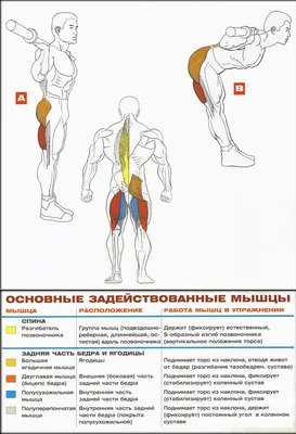 Приседания со штангой на одной ноге - Каталог упражнений - Бодибилдинг и  фитнес-бикини