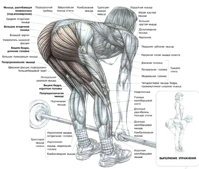 Эффективные упражнения со штангой – Статьи о спортивных товарах:  Terrasport.ua