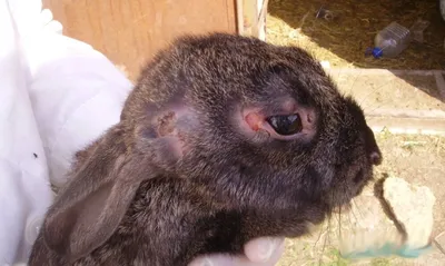 Ушные болезни кроликов фото фото