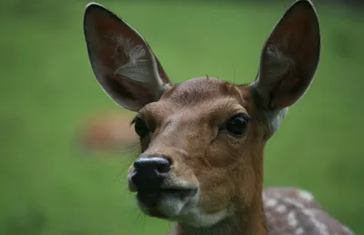 Уссурийский пятнистый олень — Cervus Nippon hortulorum