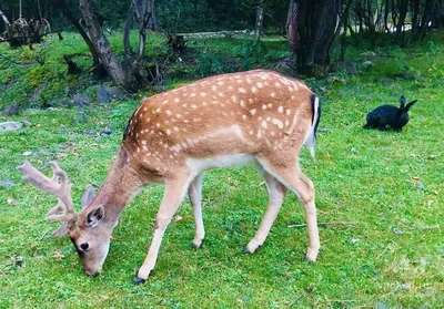 Уссурийский пятнистый олень Cervus nippon hortulorum Swinchoe, 1864