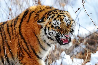 Файл:Amur Tiger Panthera tigris altaica Cub Walking 1500px.jpg — Википедия